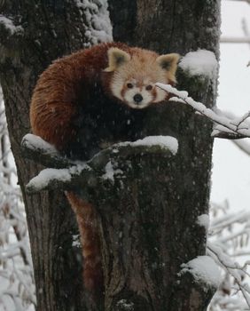 Program 'Ma tko spava zimi?!' održava se u zagrebačkom zoo vrtu - 2