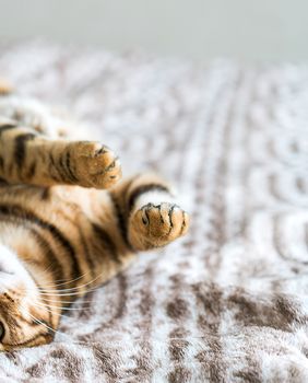 Purina ProPlan za kvalitetniji život mačke