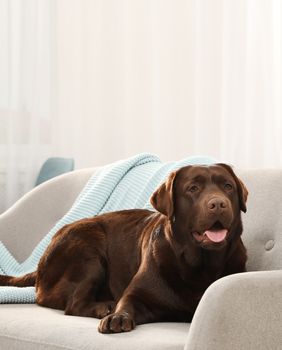 Neki se psi boje mačaka