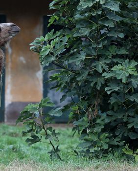 Mlada dvogrba deva Zsofia nova je stanovnica zagrebačkog zoološkog vrta - 4