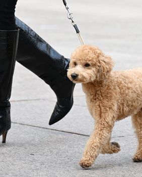 Visoke čizme već viđamo na gradskim ulicama