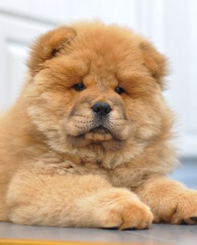 Štene pasmine čau-čau