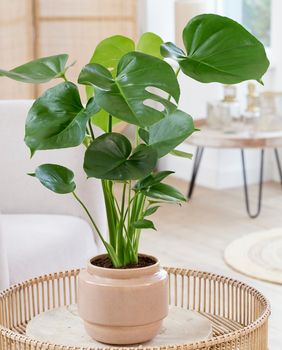 Svaka biljka može ostvariti puni potencijal na pravom mjestu