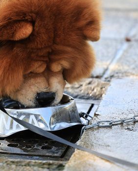 Inženjer strojarstva Tomislav Kenjerić iz Zagreba postavio je 36 metalnih posudica za pse ispod javnih zdenaca kako bi ljubimci tijekom šetnje mogli piti vodu - 5