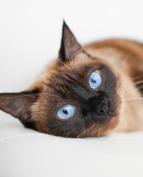 Mačke smeđe boje uvijek privlače poglede svojom toplinom i elegantnim izgledom