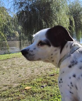 Bella je puno više od kućnog ljubimca