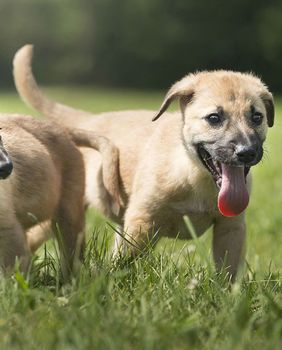 U Dumovcu svoj novi dom trenutačno čeka 150 pasa