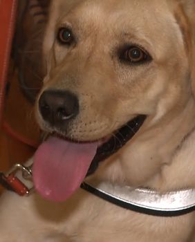 Radni psi iz Udruge za školovanje pasa vodiča i mobilitet - 7