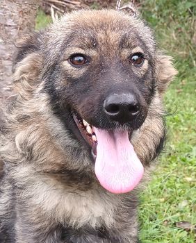 U sklopu Europskog tjedna mobilnosti na Jarunu se organizira akcija 'Uz psa do zdravlja' - 1