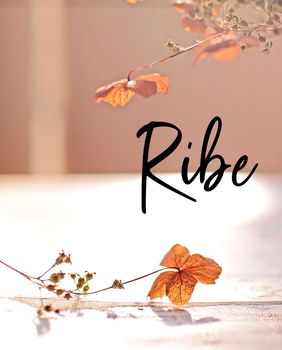 Ribe