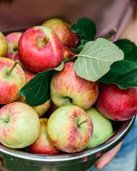 Neke voćke važno je posaditi u rujnu