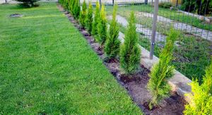 Brzorastuća zimzelena živica: Koju odabrati i kako brinuti?