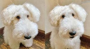 Pas Chewchan koji podsjeća na Snoopyja