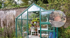 Staklenik i mačak koji uživa u mačjoj metvici