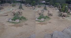 Slonovi u zoološkom vrtu kako reagiraju na potres