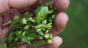Mišjakinja i ljekovitost: Ovaj “dosadni korov” zapravo je prirodni lijek za 5 tegoba