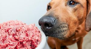 Veterinar upozorava: Ove 3 prehrane mogu biti opasne za vašeg psa