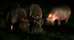 Kokainski nilski konji