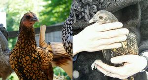 Najstarija kokoš na svijetu Gertie