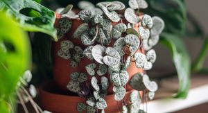 Ceropegia woodii