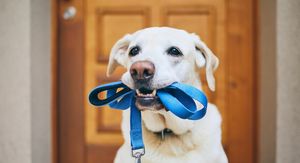 Pas s uzicom u ustima