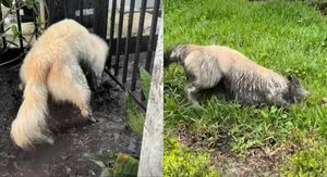 Pas koji se igra u blatnjavoj lokvi