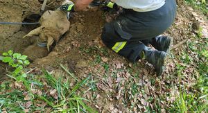 Izvlačenje kobile iz jame