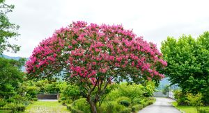 10 najljepših stabala za vrt