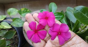 Cvijet vinke: Biljka koja dominira vrtovima posljednjih sezona – evo vodiča za uzgoj bez greške