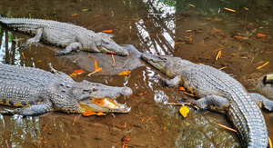 Krokodili, ilustracija