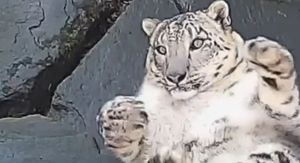 Snježna leopardica Jessie