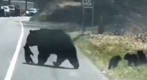 Medvjedica i mladunci