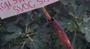 Natpis ispred smokve u Dalmaciji