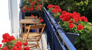 Cvijeće za balkon na zapadnoj strani: Evo koje biljke najbolje podnose popodnevno sunce, vrućinu i sušu