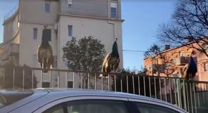 Paunovi u Splitu