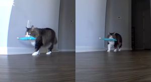 Mačak Pawl kako tužno luta stanom s ribom u ustima