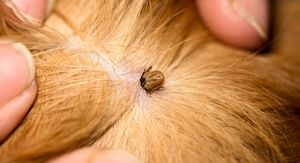 Krpelj otkriven na psu