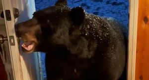 Medvjed zatvara vrata