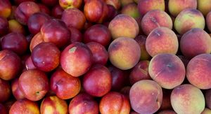 Nektarine, ilustracija