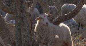 Kuga uzima živote domaćih životinja - 1