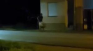 Muškarac koji jaše svinju u Slavoniji