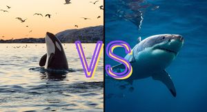 Orka koja viri iz mora i morski pas koji pliva uz naslov VS