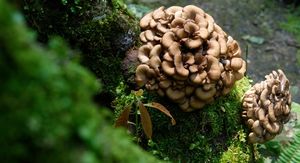 Japanska gljiva protiv raka: Može potaknuti uništavanje tumorskih stanica?