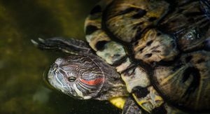 Crvenouha kornjača, ilustracija