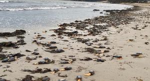 Školjkaši na obali zaljeva Studland