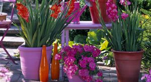 Iako gladiole najčešće viđamo u vrtovima i velikim cvjetnim gredicama, dobra vijest je da ih možete uzgojiti i u tegli - 6