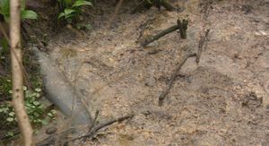 Kanalizacija u šumi