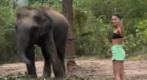 Bliski susret sa slonom