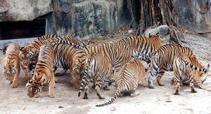 Tajland, ilustracija