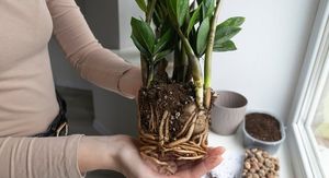 Zamija i presađivanje: Kada je pravo vrijeme i kako ubrzati rast?